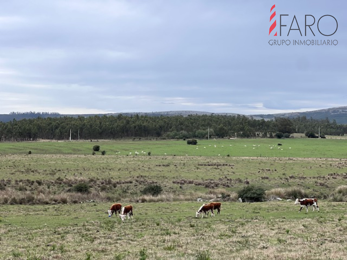 Campo de 22 has 6862 m2 cerca de Punta del Este